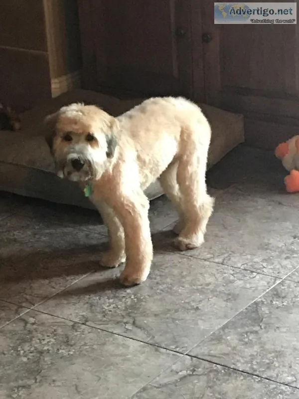 Soft coated Wheaton Terrier