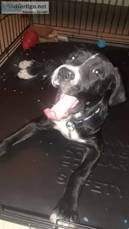Puppy
