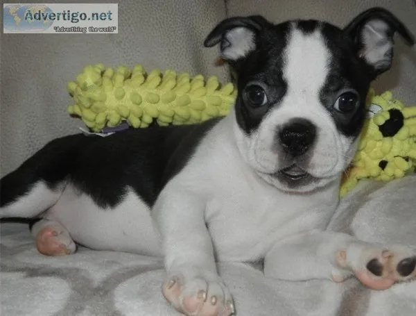 boston terrier puppy
