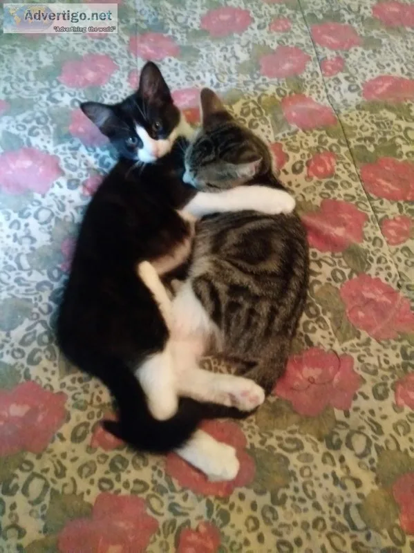 9 Kittens need a home