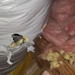 Need Mold Removal in Beverly Hills