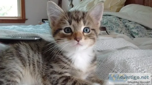 Free male 12 wk kittens with shots