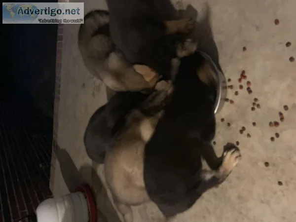 AkC registered german shepards