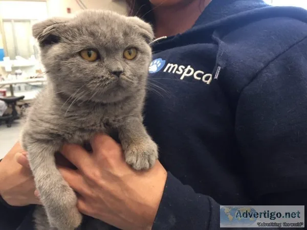 Male and Female Scottish Folds