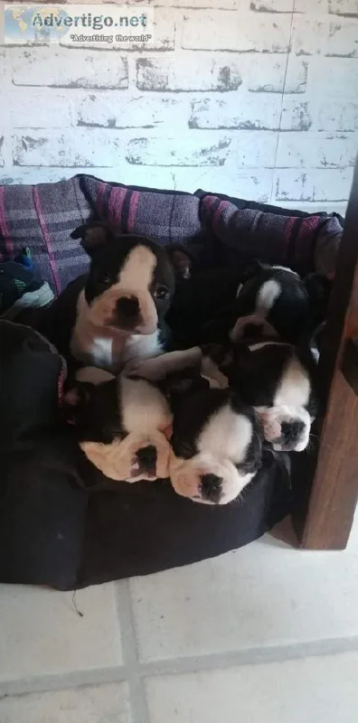 Beautiful Rainbow Litter Of 9