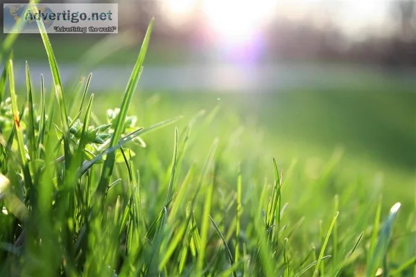 Push Mower Lawn Service