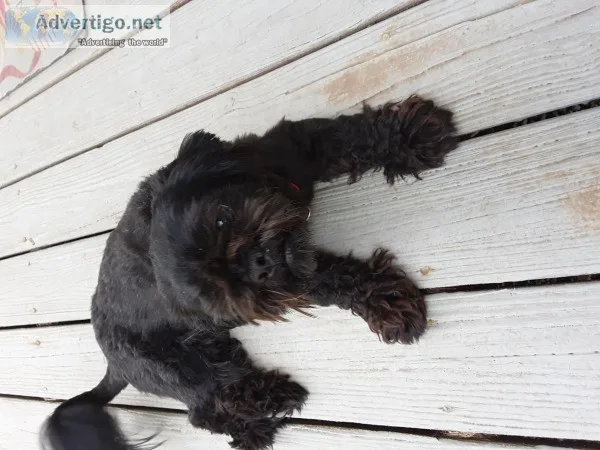 Shih tzu