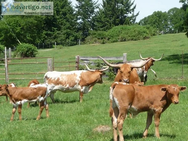 Cattle for Sale