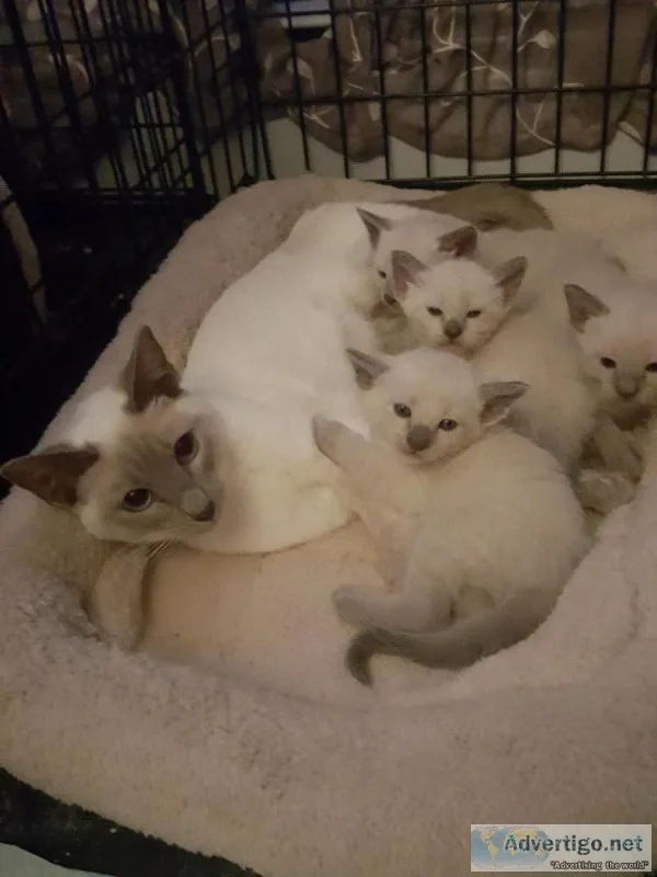 Siamese cats kittens and young adults