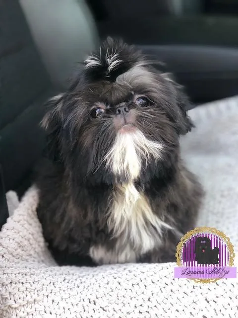 AKC TOP QUALITY SHIH TZU PUPPY