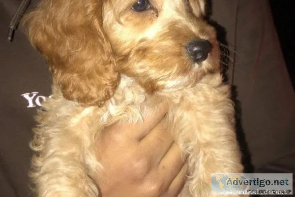 Male Cockapoo ( Read Description )
