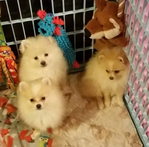Inhdfjd dde pomeranian puppies