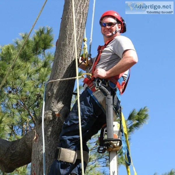 Tree Climbers need