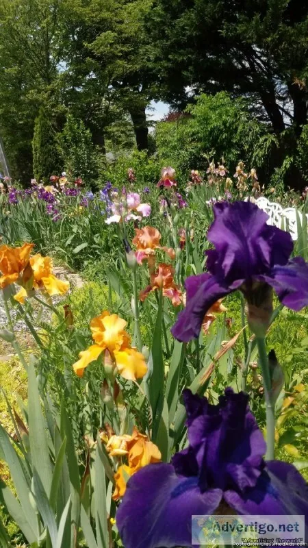 Irises