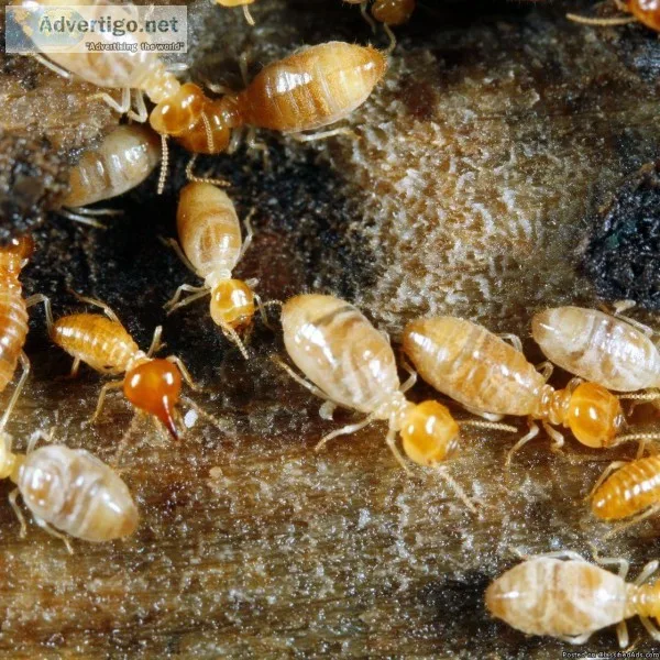 Quick Strike Pest Control