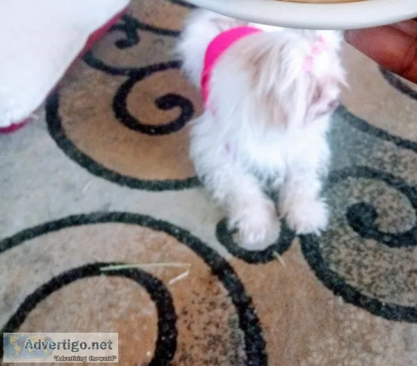 Missing Highland White Terrier