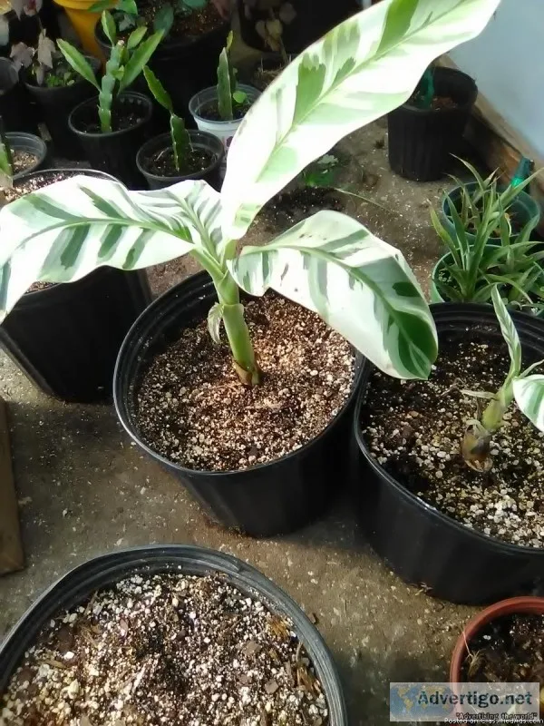 AeAe banana plant