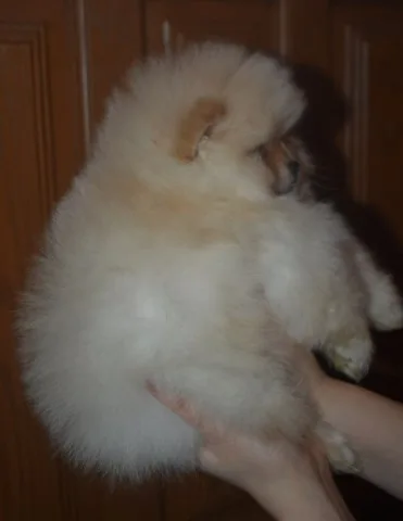 Bvdjfjie pomeranian puppies