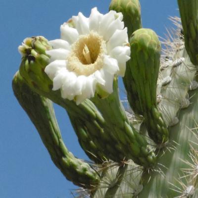 Arizona Art Prints for Sale www.createartsy.com
