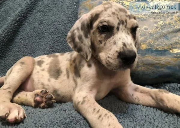 AKC Great Dane Puppies