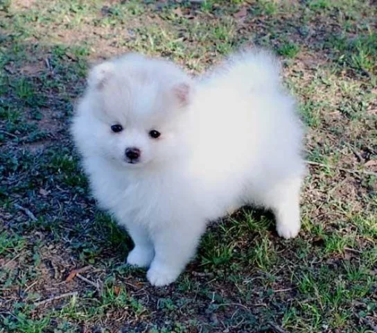 Dnaid sweat pomeranian pupes