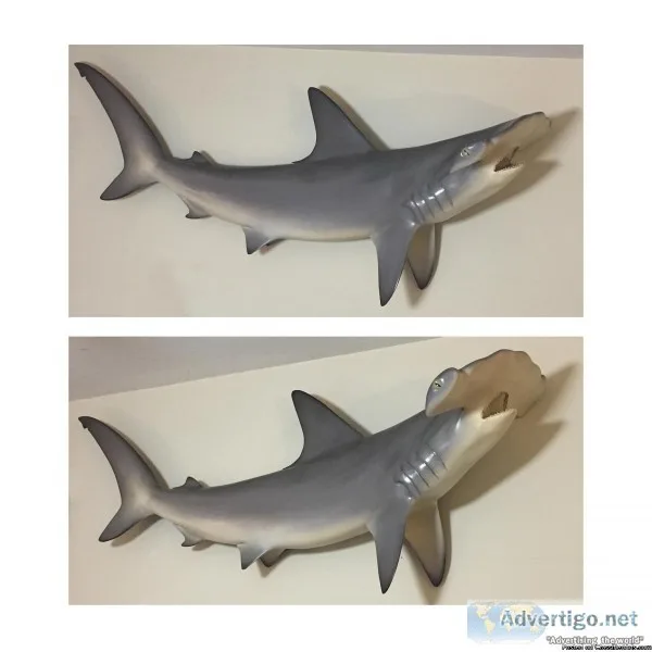 TAXIDERMY HAMMERHEAD SHARK tiki bar man cave d&eacutecor hunting