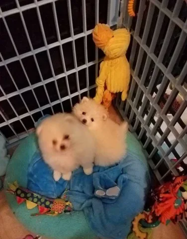 Ahfaei pomeranian puppies