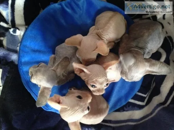 Athletic Sphynx Kittens Needing New Homes.
