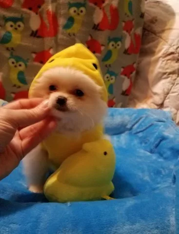Bho7gijed pomeranian puppies
