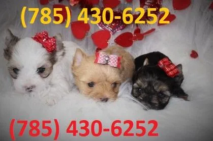 Beautiful T-Cup Yorkie Puppies Looking For Loving Homes.