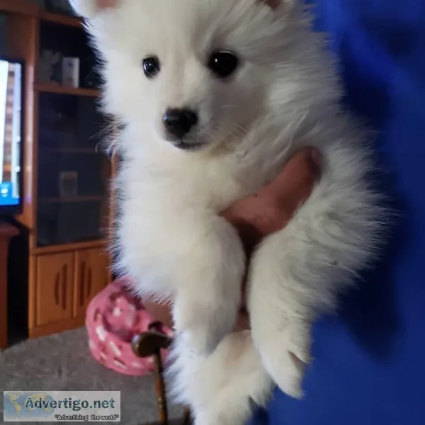 MINIATURE AMERICAN ESKIMO
