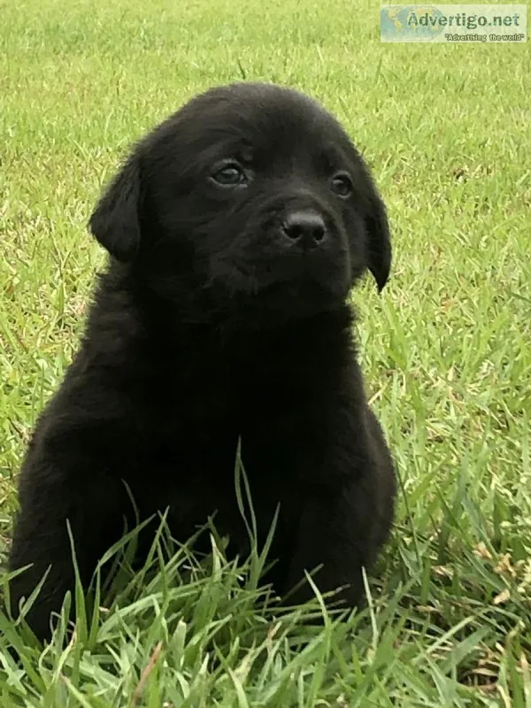 Black Akc male puppy