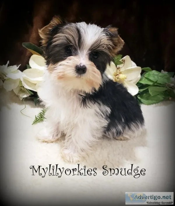 Yorkshire Terrier Yorkies
