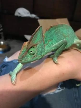 young veiled chameleon for sale