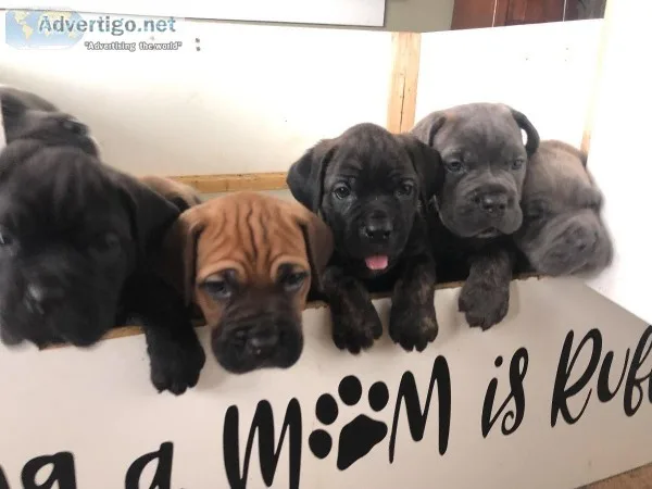 Mastiff (Cane Corso)