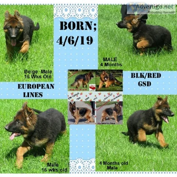 AKC LONG COAT German Shepherd  MALE