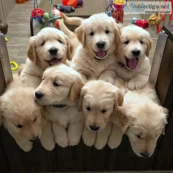 cute golden retrievers puppies ready