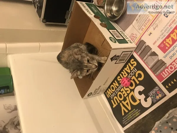 Free Grey Kitten to loving home
