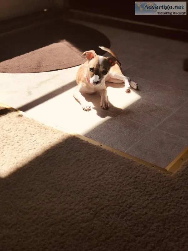 4 month old Tea Cup Chihuahua
