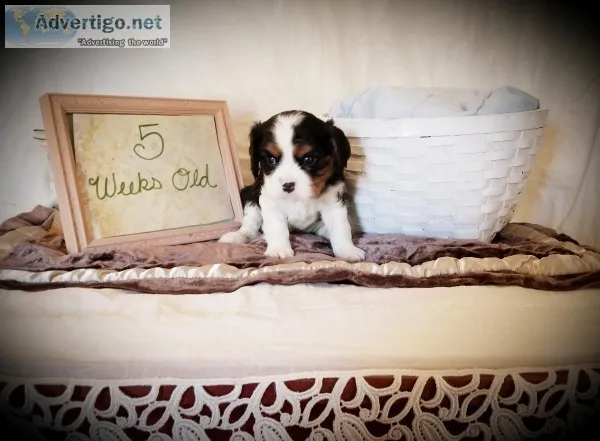 Cavalier King Charles