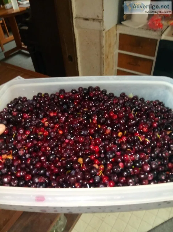 Fresh hand picked huckelberrys