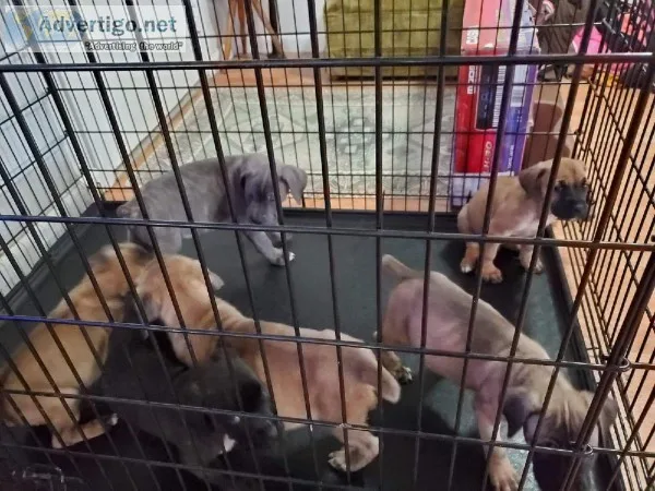 Cane Corso Puppies