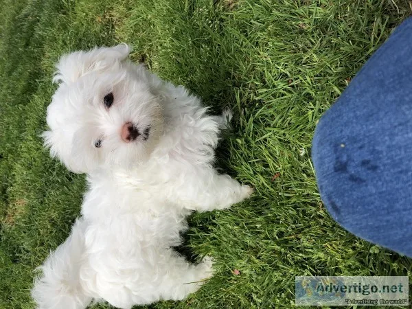 AKC Maltese 12week old boy pup