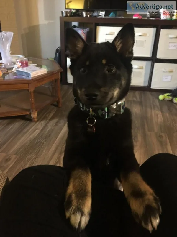 Puppy Shiba Inu