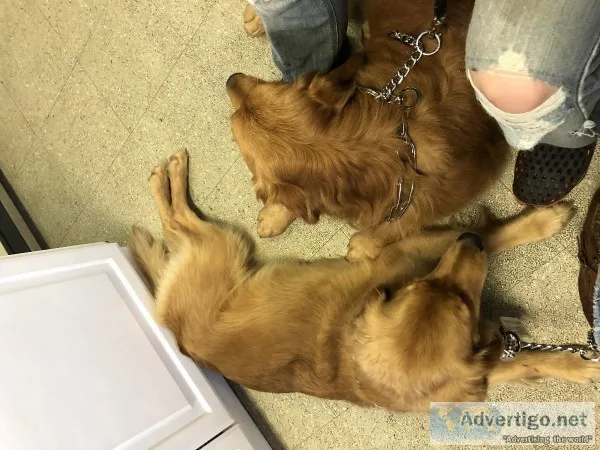 AKC Golden Retrievers