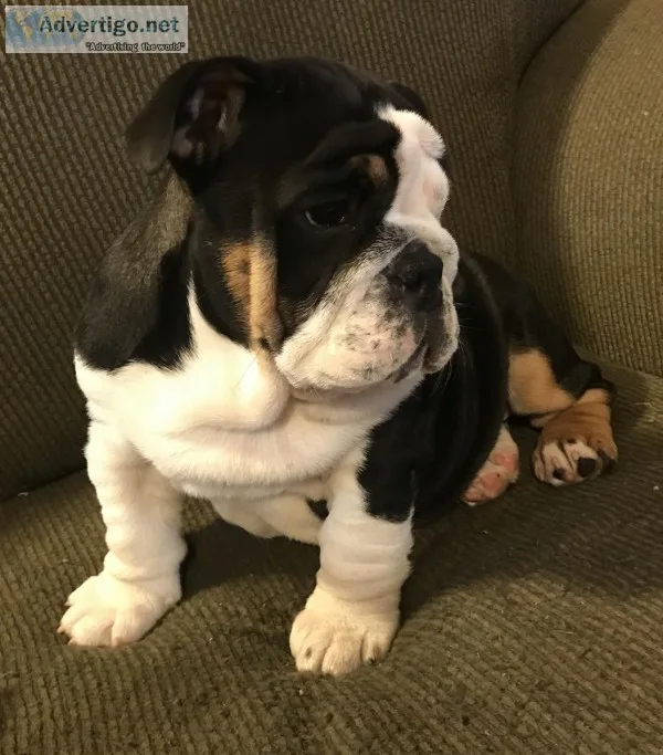 English Bulldogs