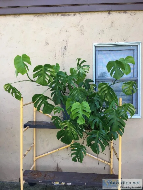 House Plants for Sale