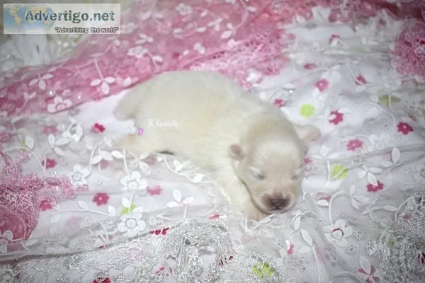 Toy Cream Female Pomeranian (Diamond)