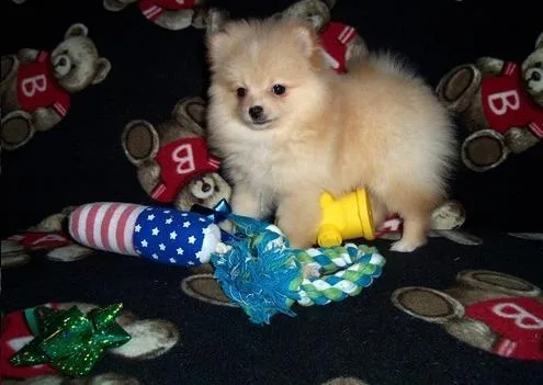 Lovely Boys Girls Pomeranian Puppies