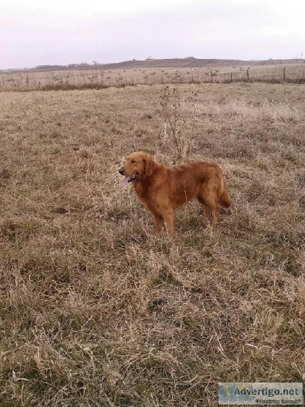 Golden retriever puppys